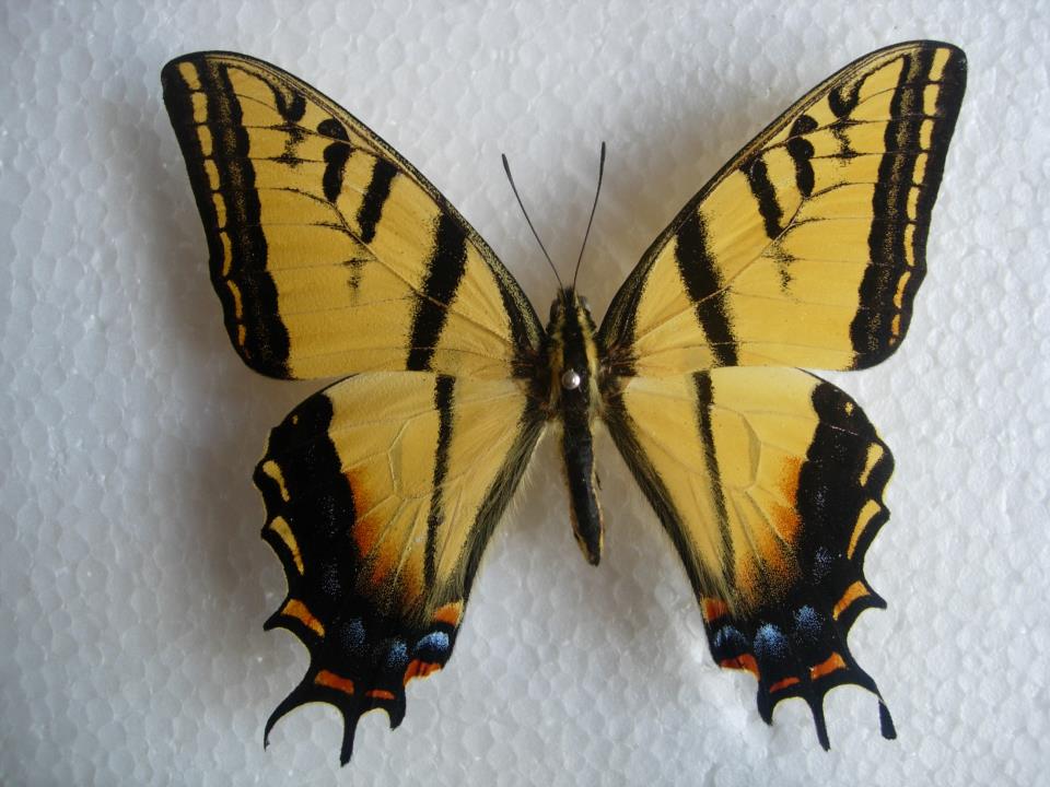 Papilio multicaudata (aberration2) (Internet Image property of respective owner, non-commercial use only)